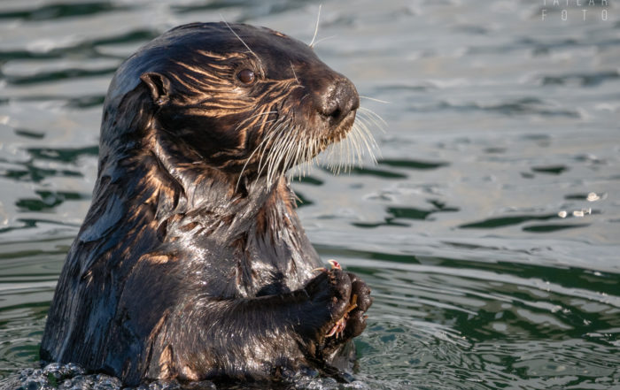 Sea Otter Eating Crab in Monterey Bay