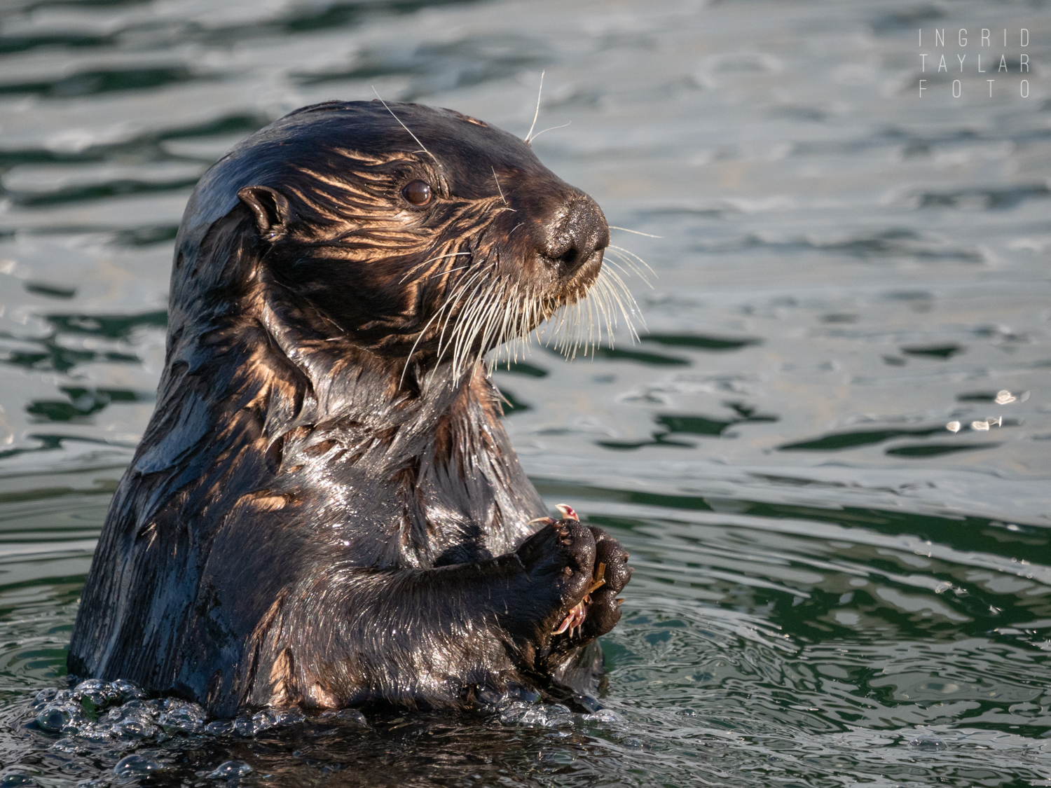 Sea Otter Eating Crab in Monterey Bay