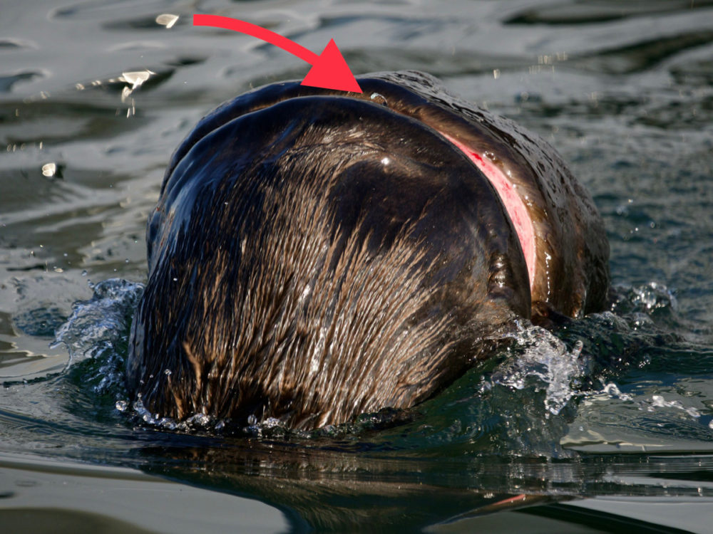 SEA OTTER WITH FISHING LINE INJURY – RESCUED Sea Otter with Fishing Line Entanglement