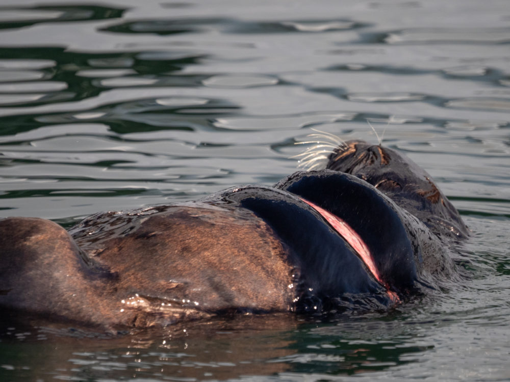 Sea Otter with Fishing Gear Injury Sea Otter with Fishing Gear Injury