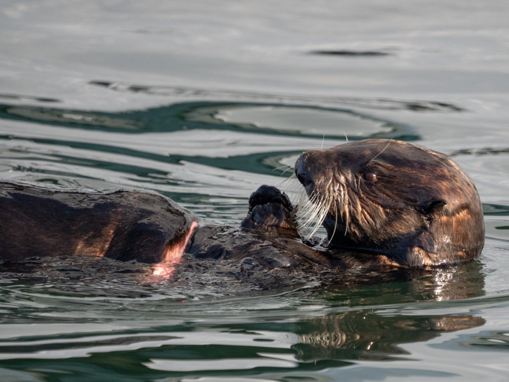 Sea Otter with Fishing Gear Injury