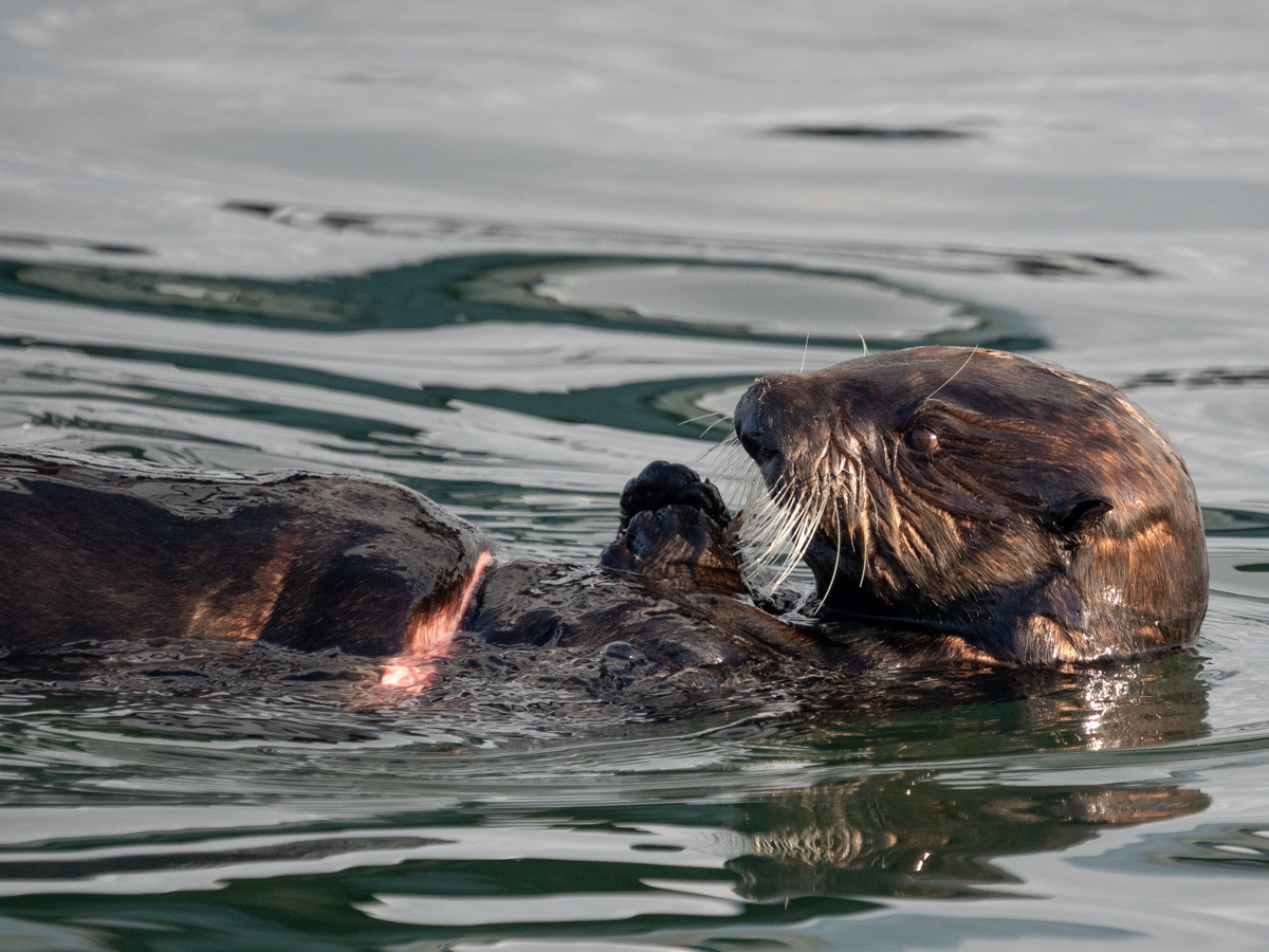 SEA OTTER WITH FISHING LINE INJURY
