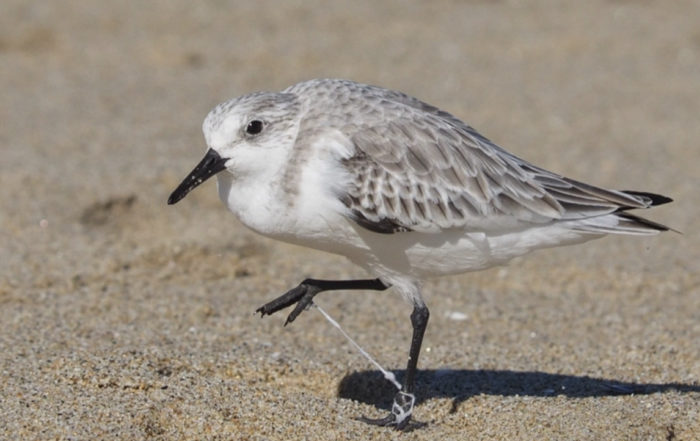 SANDERLING ENTANGLED IN STRING - RELEASED