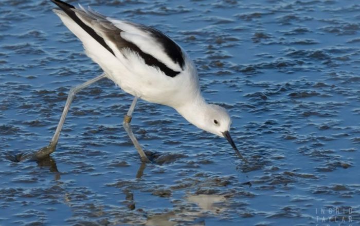 Banded American Avocet