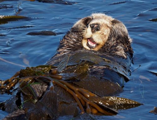 Southern Sea Otter Grooming Styles