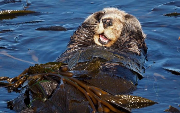 Female Sea Otter Grooming