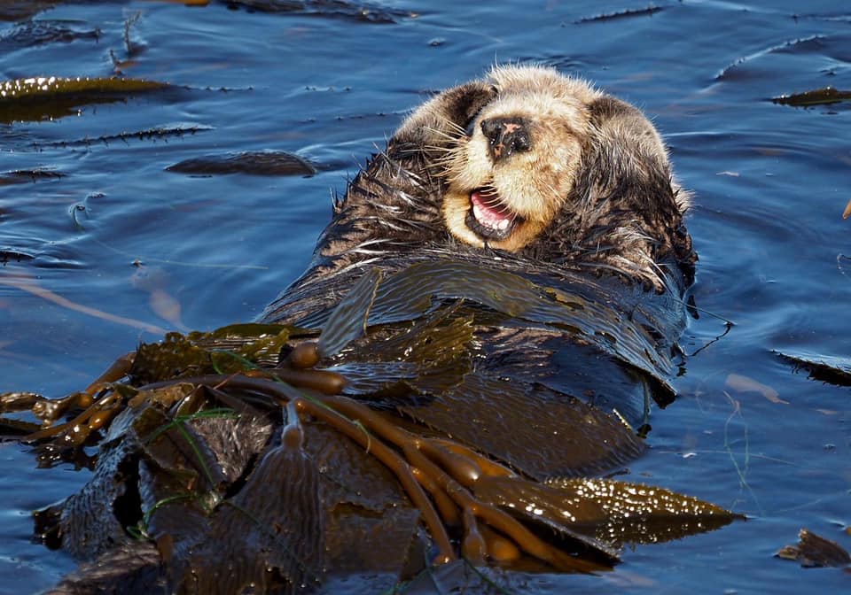 Female Sea Otter Grooming