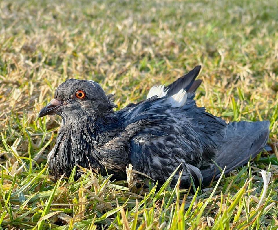 Injured and Rescued Pigeon