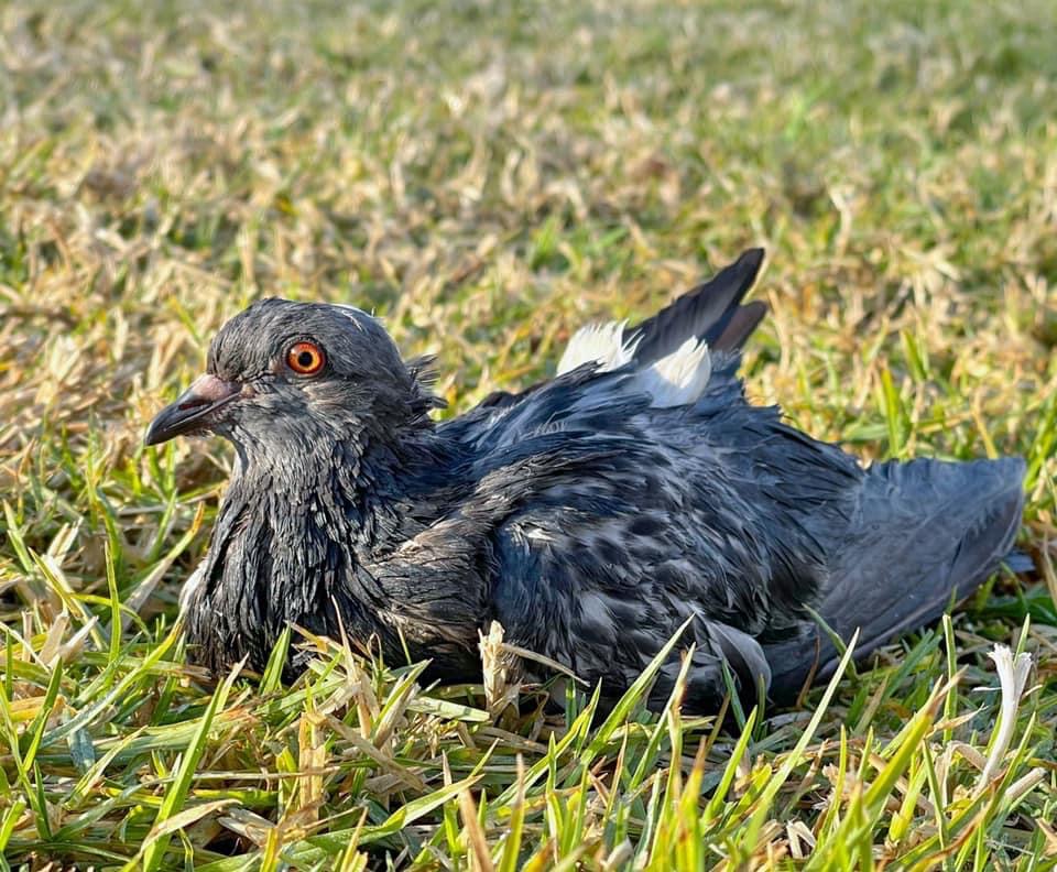 Injured and Rescued Pigeon Injured and Rescued Pigeon