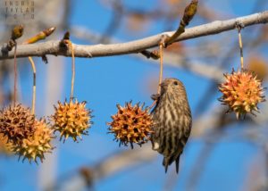 Pine Siskin on Liquidambar