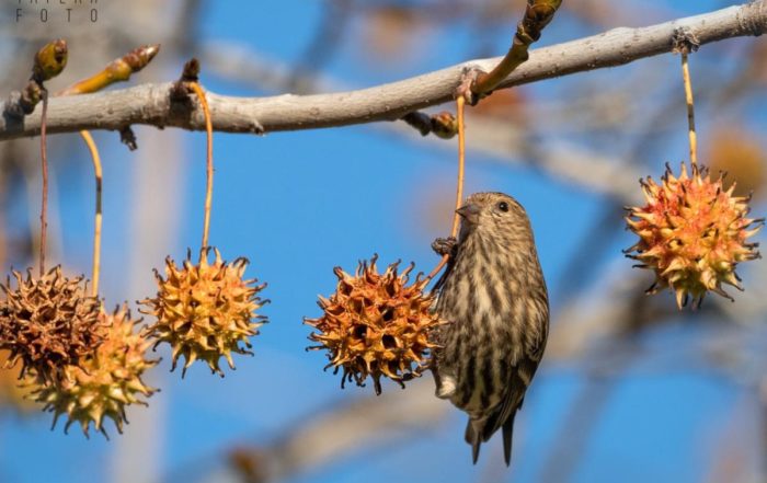 Pine Siskin on Liquidambar