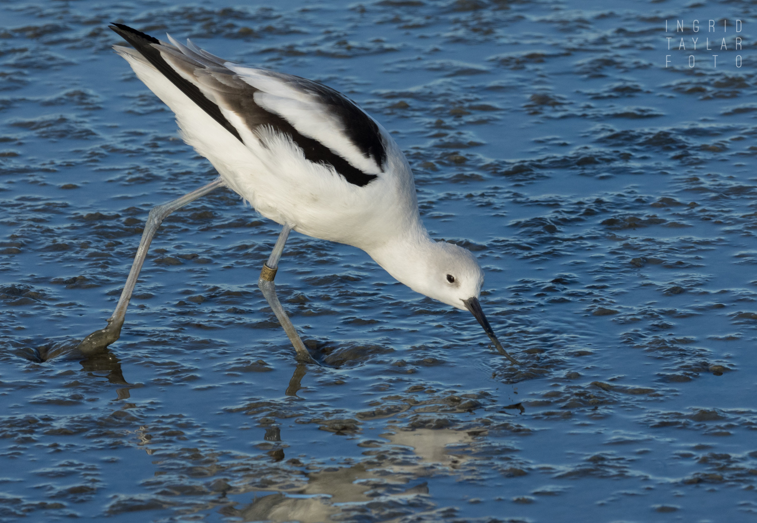 Banded American Avocet at Palo Alto Baylands