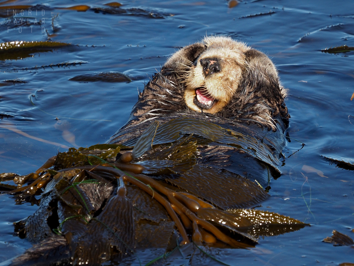 Female Sea Otter Grooming