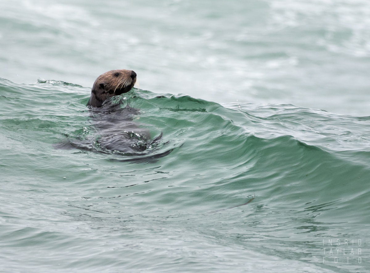 Sea Otter in Monterey Bay Surf