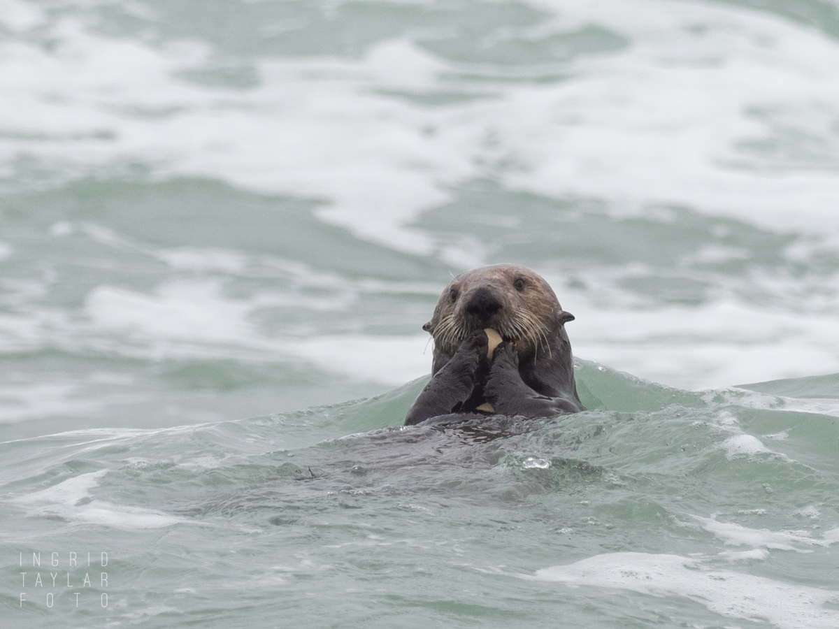 Southern sea otter in Monterey Bay Surf