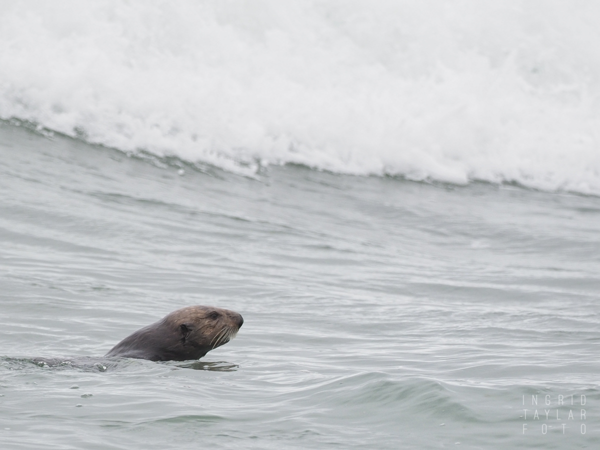 Southern sea otter diving in surf