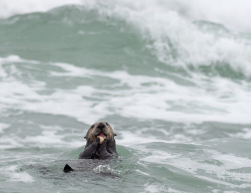 Sea Otters in Monterey Bay Surf