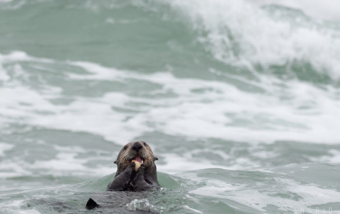 Sea Otter Foraging in Surf