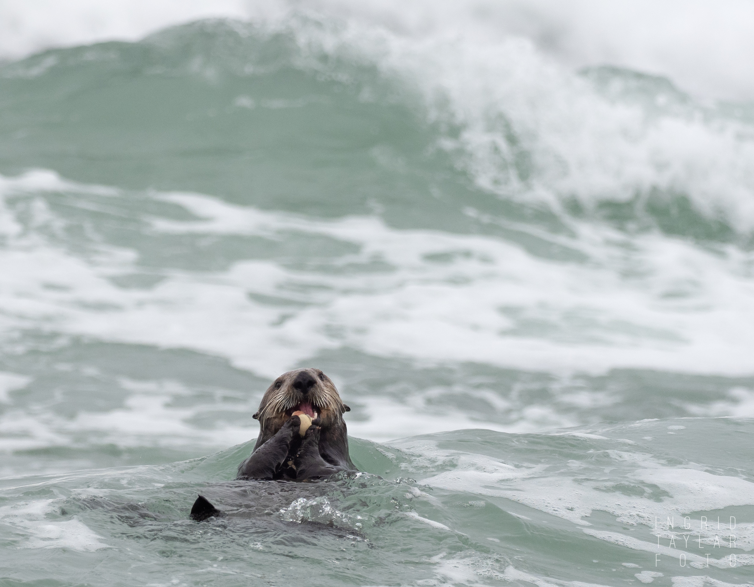 Sea Otter Foraging in Surf