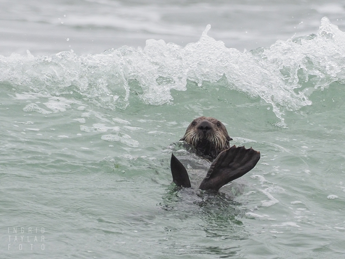 Southern Sea Otter in Surf
