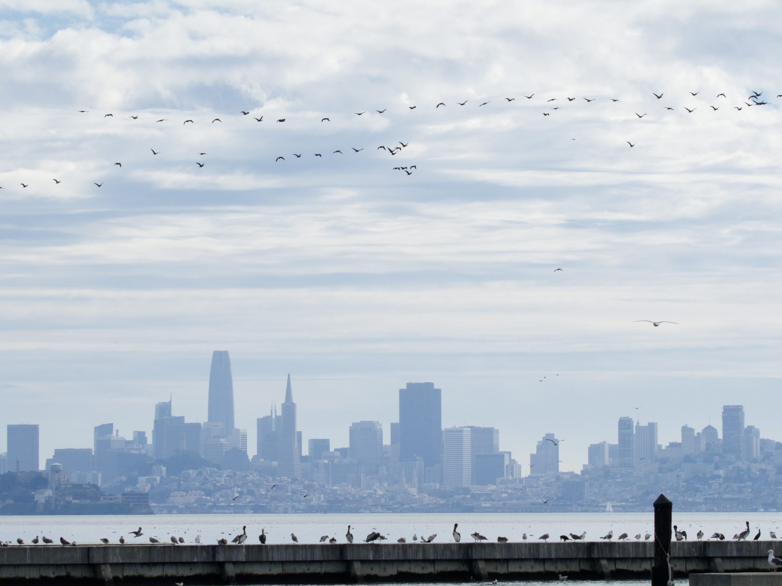 Pelicans in silhouette against San Francisco Skyline