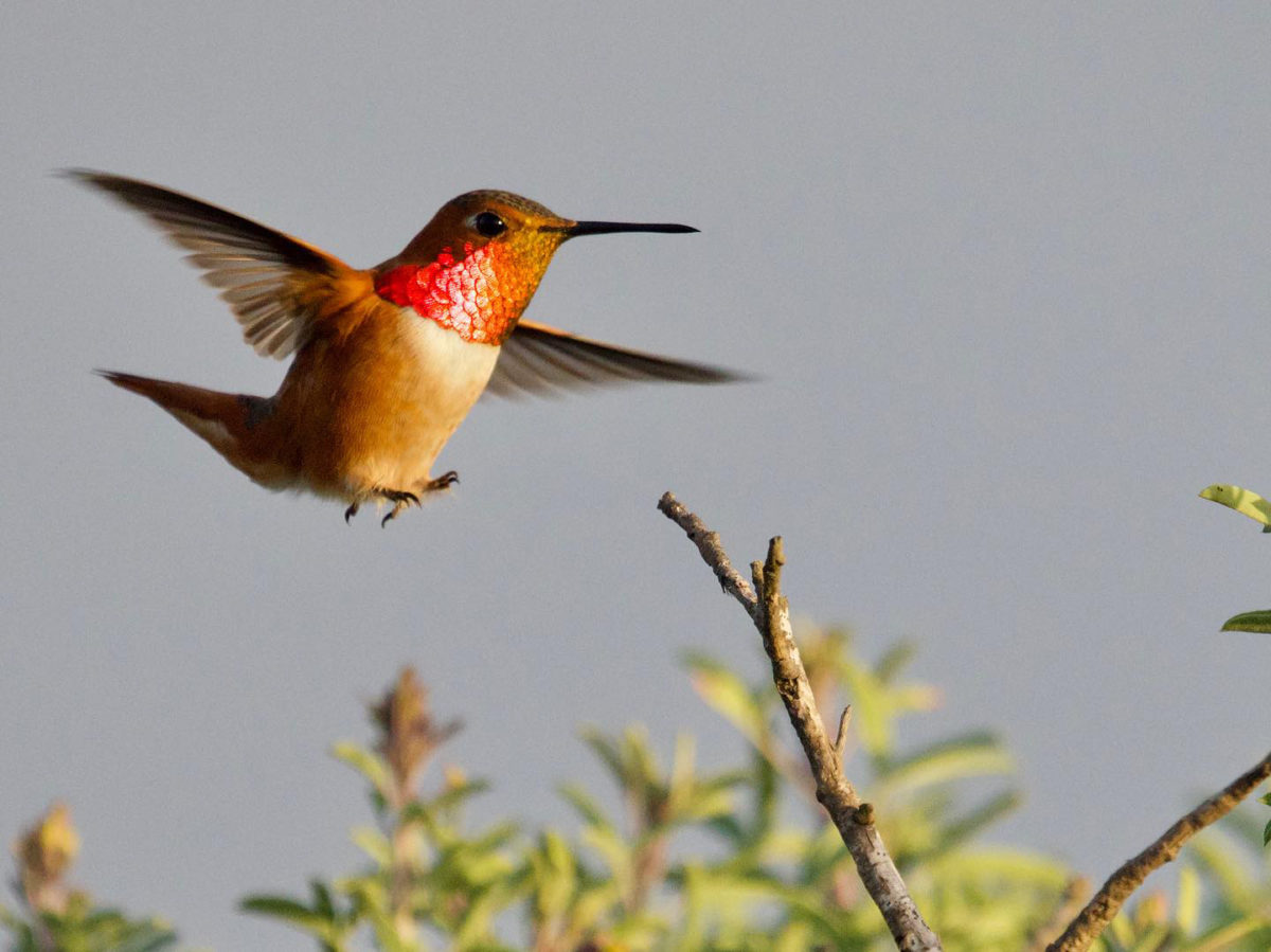 Rufous/Allen’s Hummingbird male landing on perch