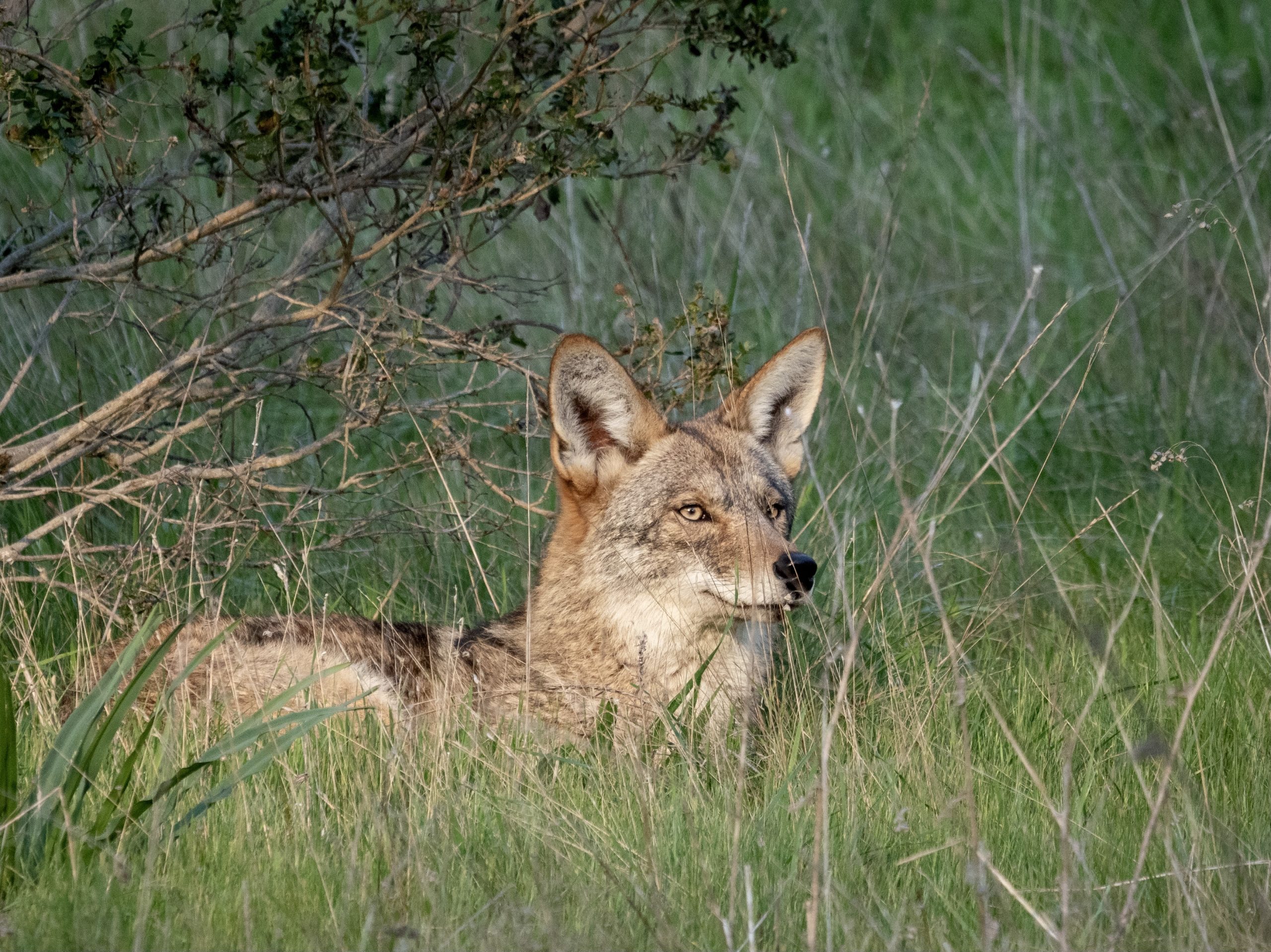 San Francisco Coyote in the Presidio