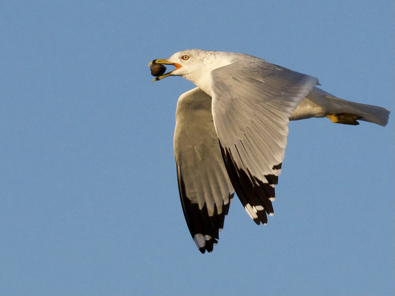 Ring-billed Gull flying with mollusk