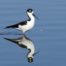 Black-necked Stilt Reflected