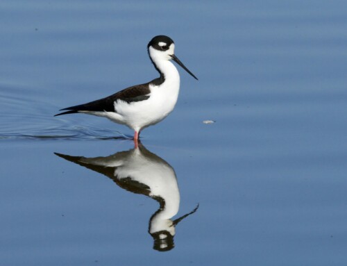 Black-Necked Stilts