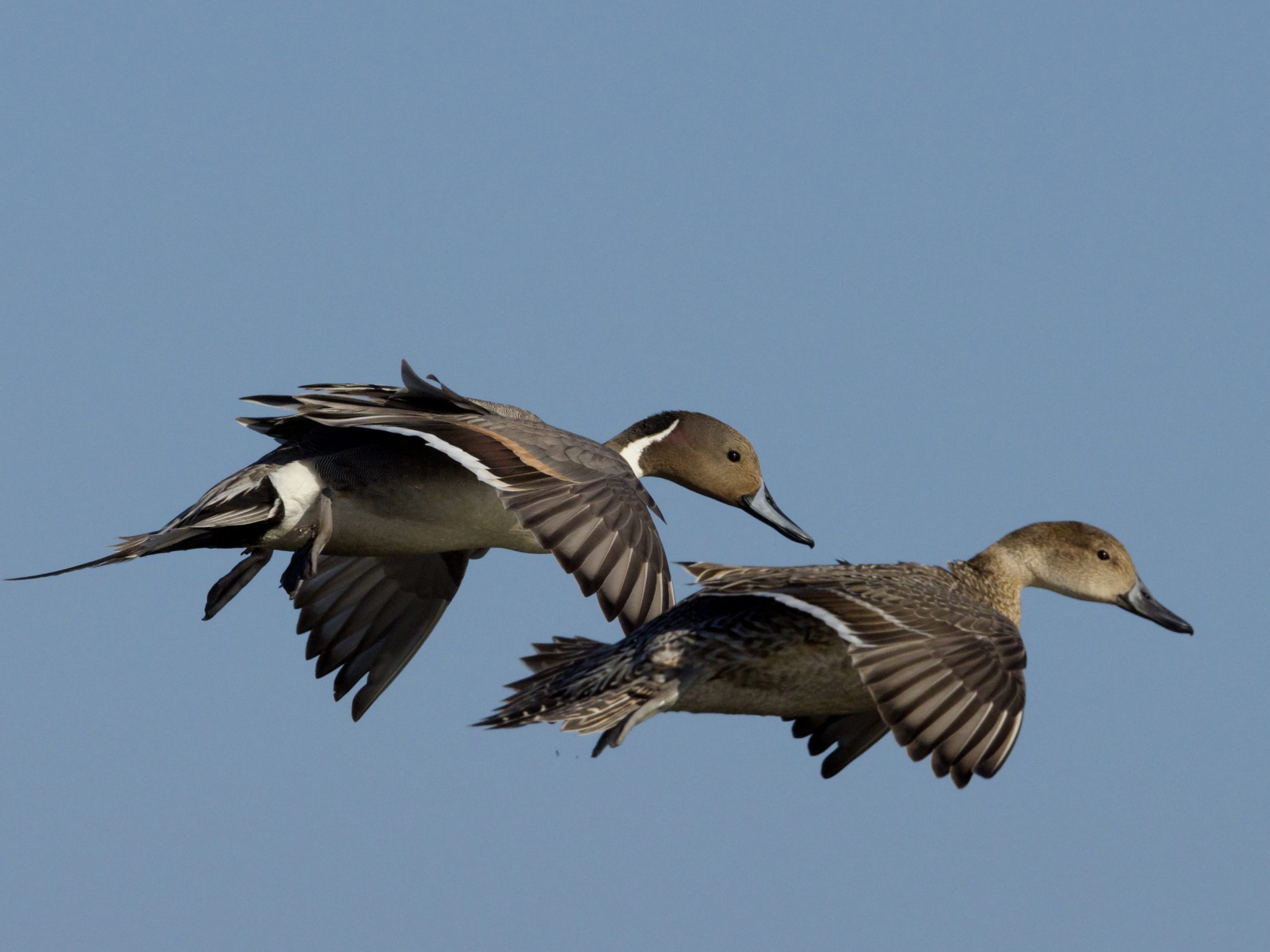 Northern Pintails in flight at Bolsa Chica Wetlands