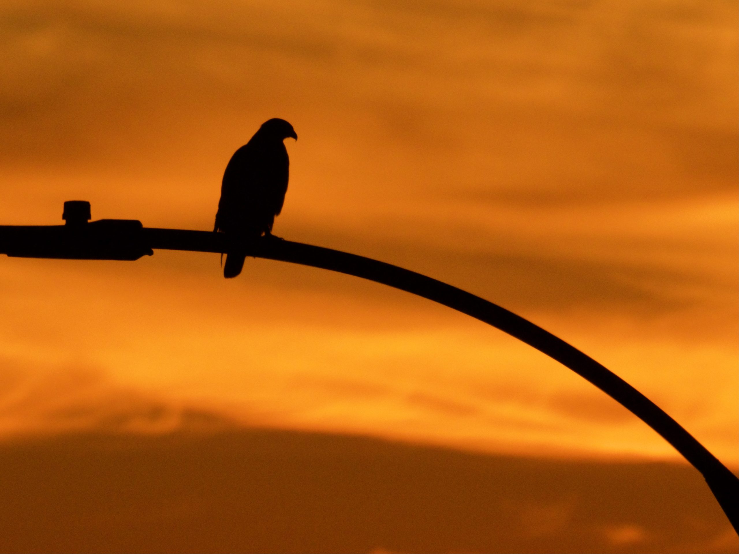 Red-Tailed Hawk in Silhouette at Sunset