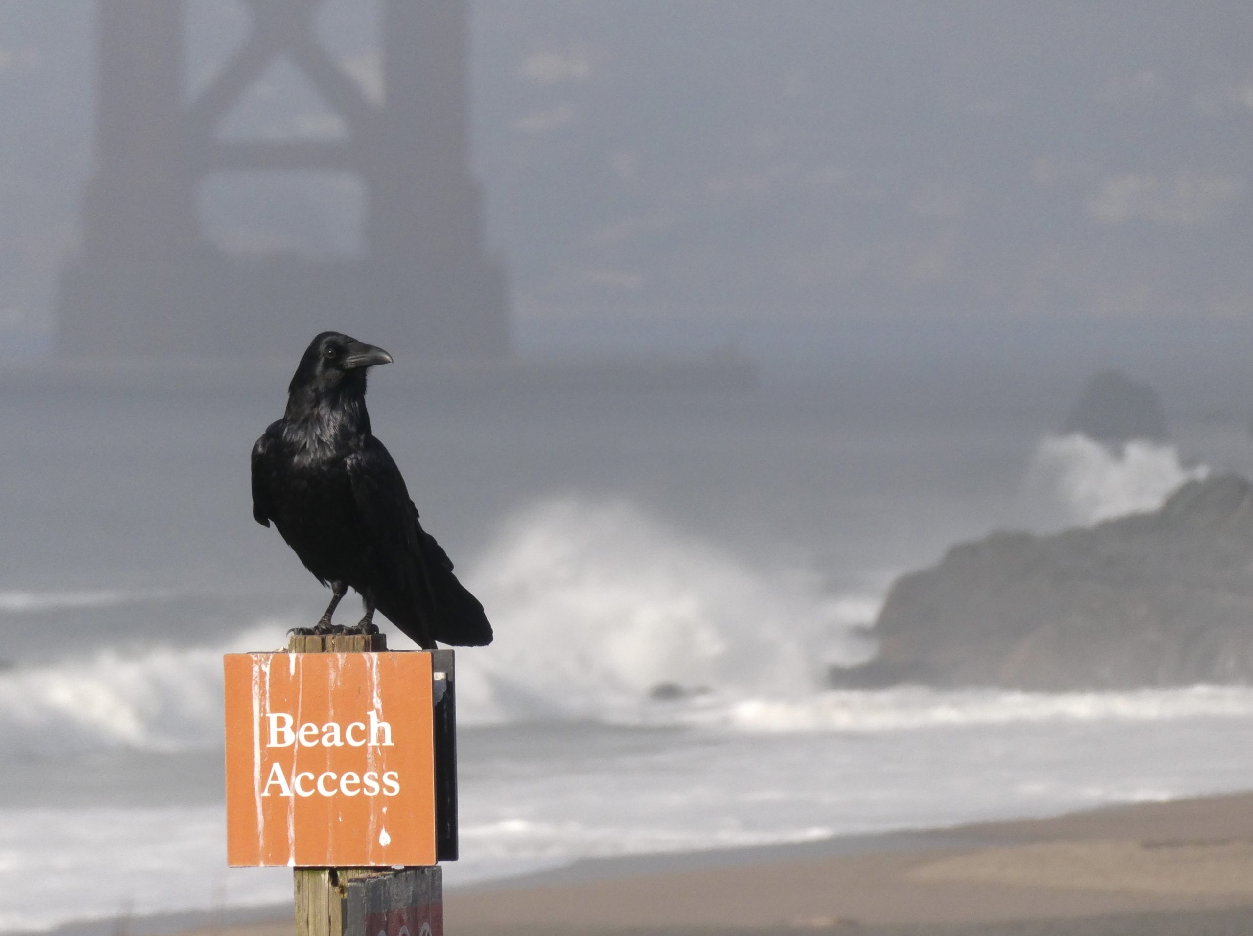 Common Raven at Golden Gate Bridge