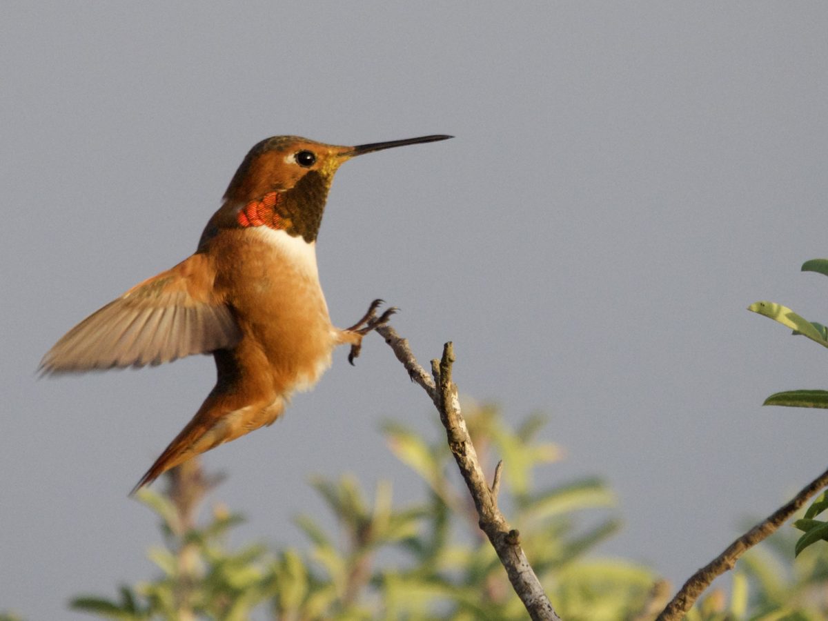 Rufous/Allen’s Hummingbird landing on branch