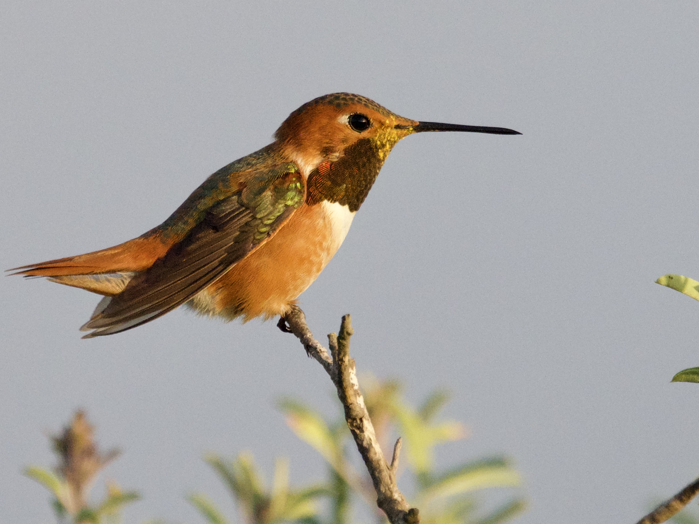 Rufous/Allen’s Hummingbird male on branch