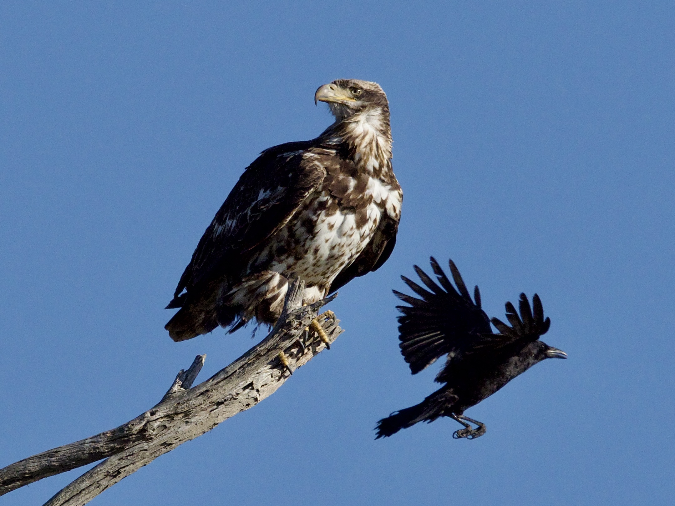 Immature Bald Eagle and crow at Bolsa Chica Wetlands