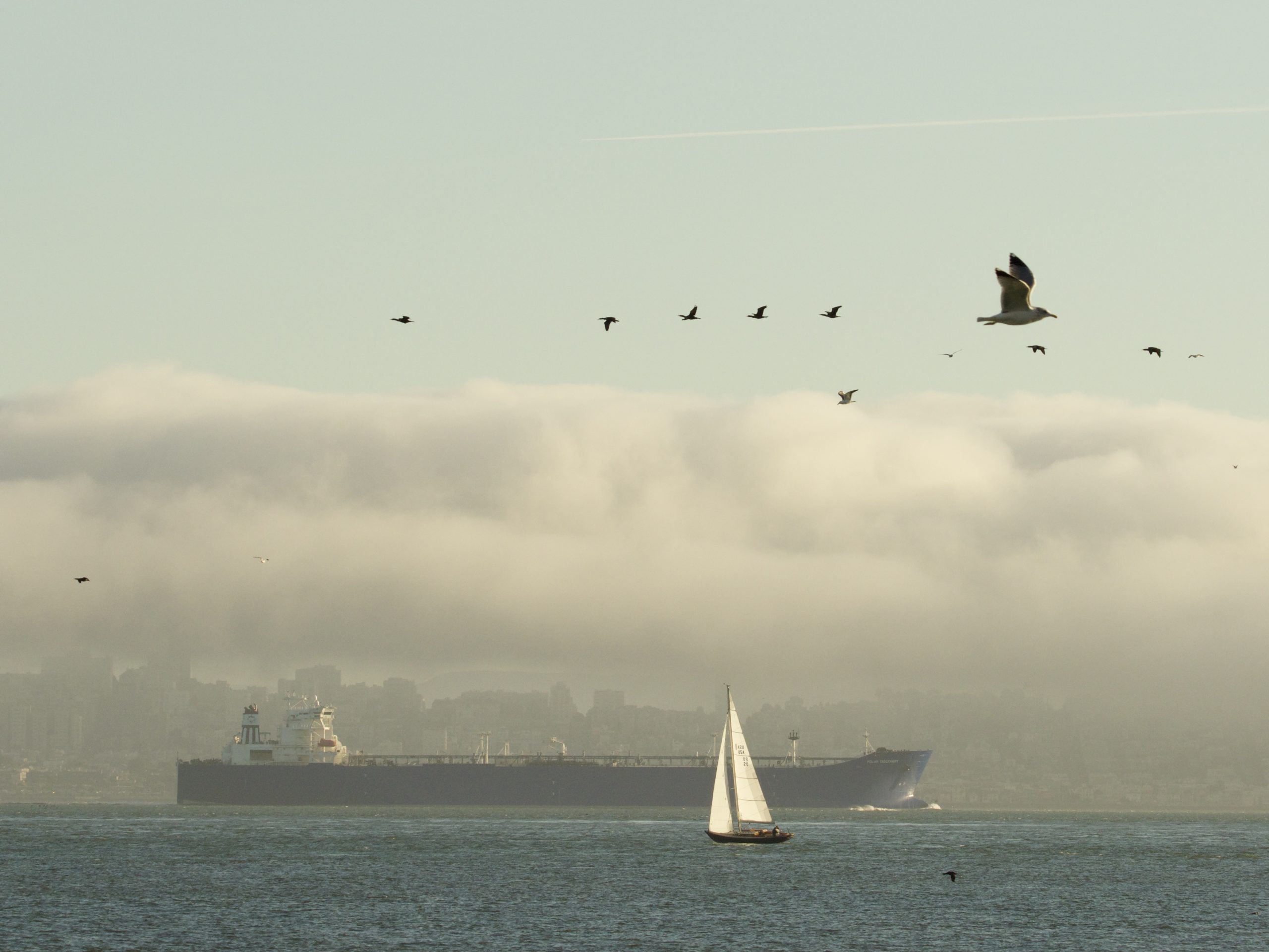 Birds in Silhouette over vessels on San Francisco Bay