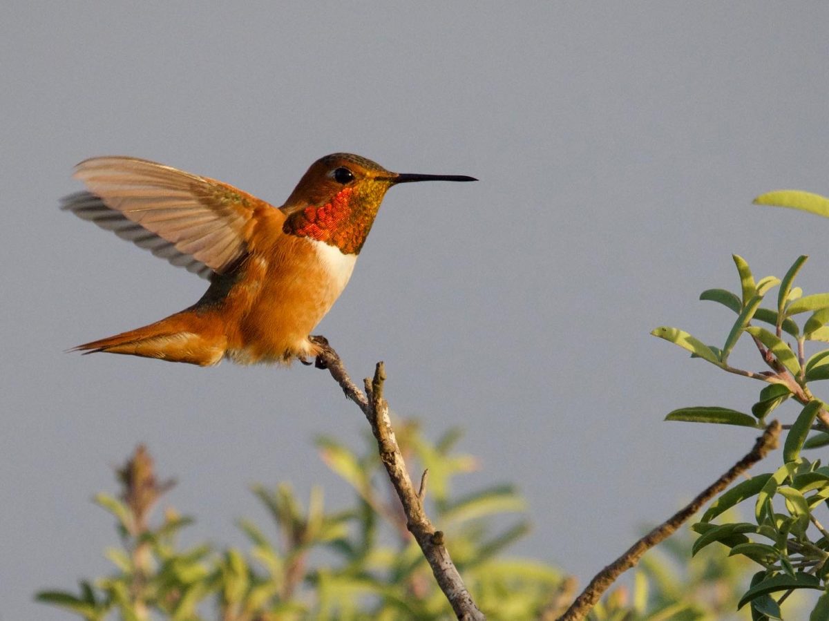 Rufous/Allen’s Hummingbird male on perch