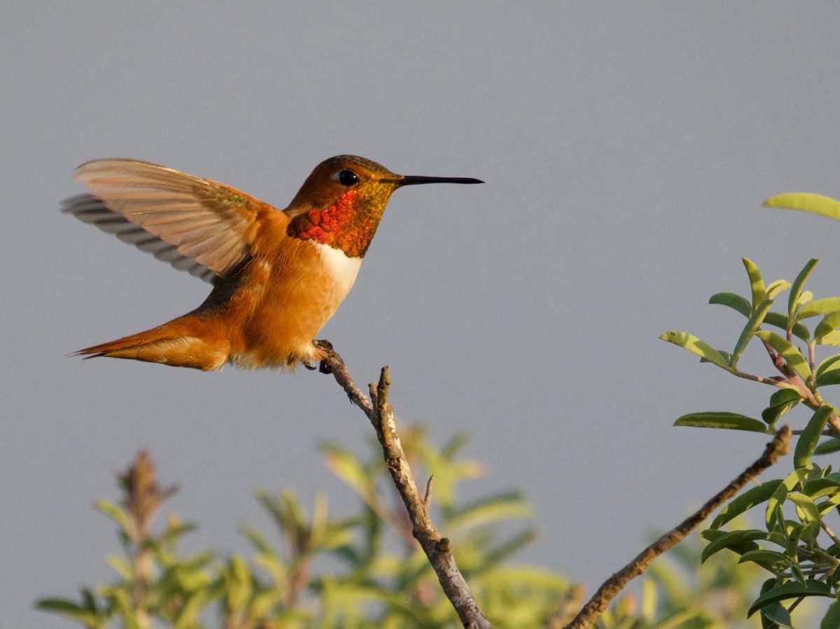 Rufous/Allen’s Hummingbird male on perch Rufous/Allen’s Hummingbird male on perch