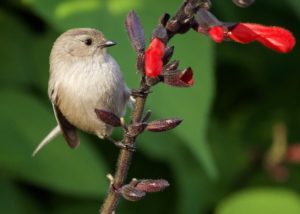 Bushtit on red flowers