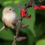 Bushtit on red flowers