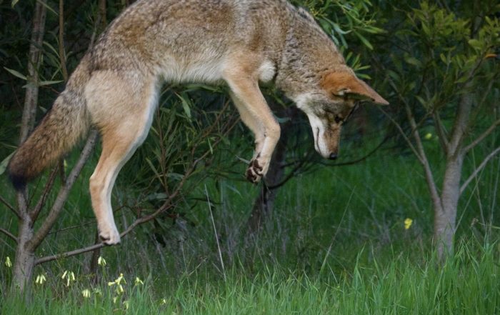 San Francisco Coyote Leaping in Grass