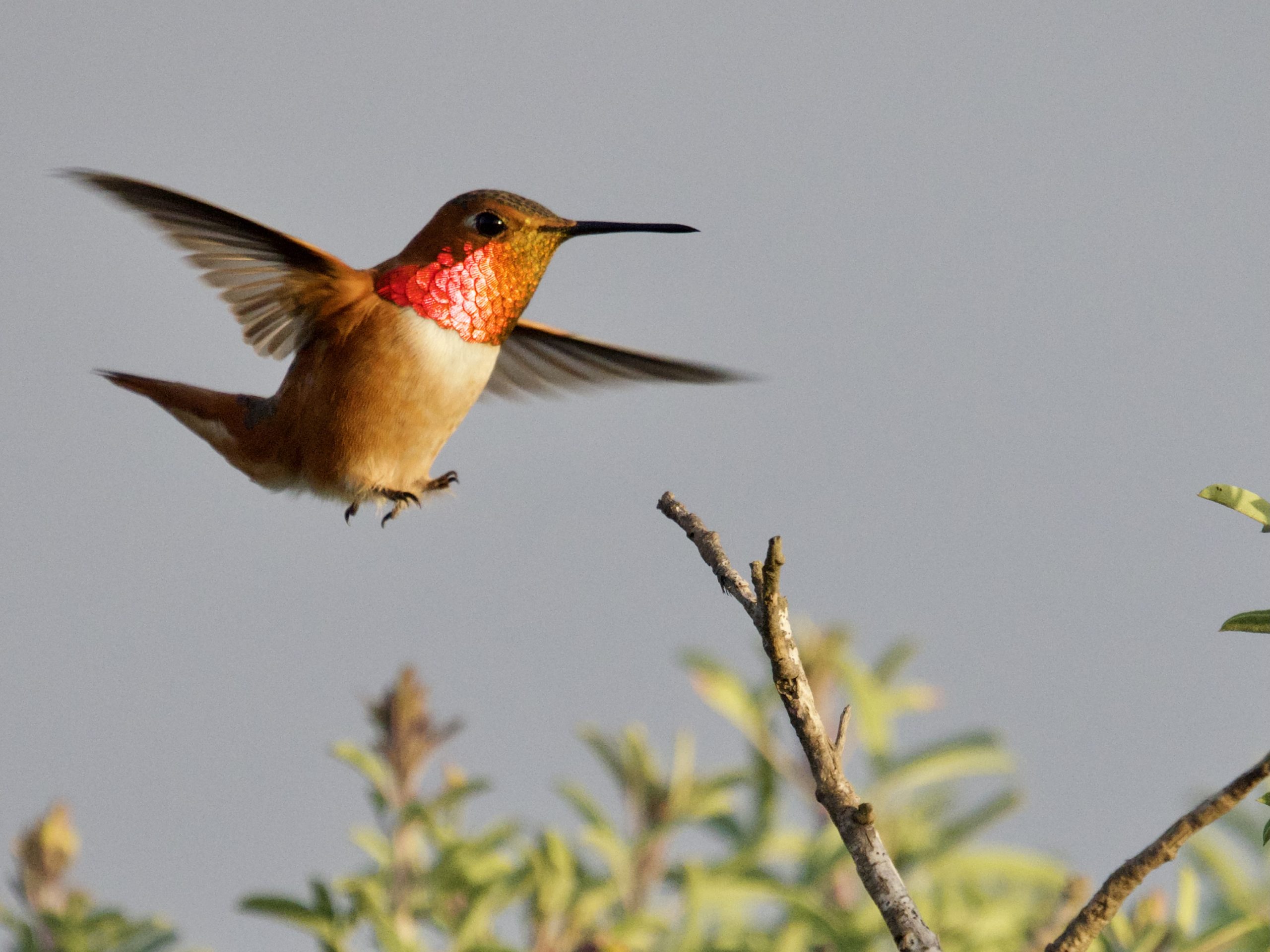 Rufous/Allen’s Hummingbird in flight
