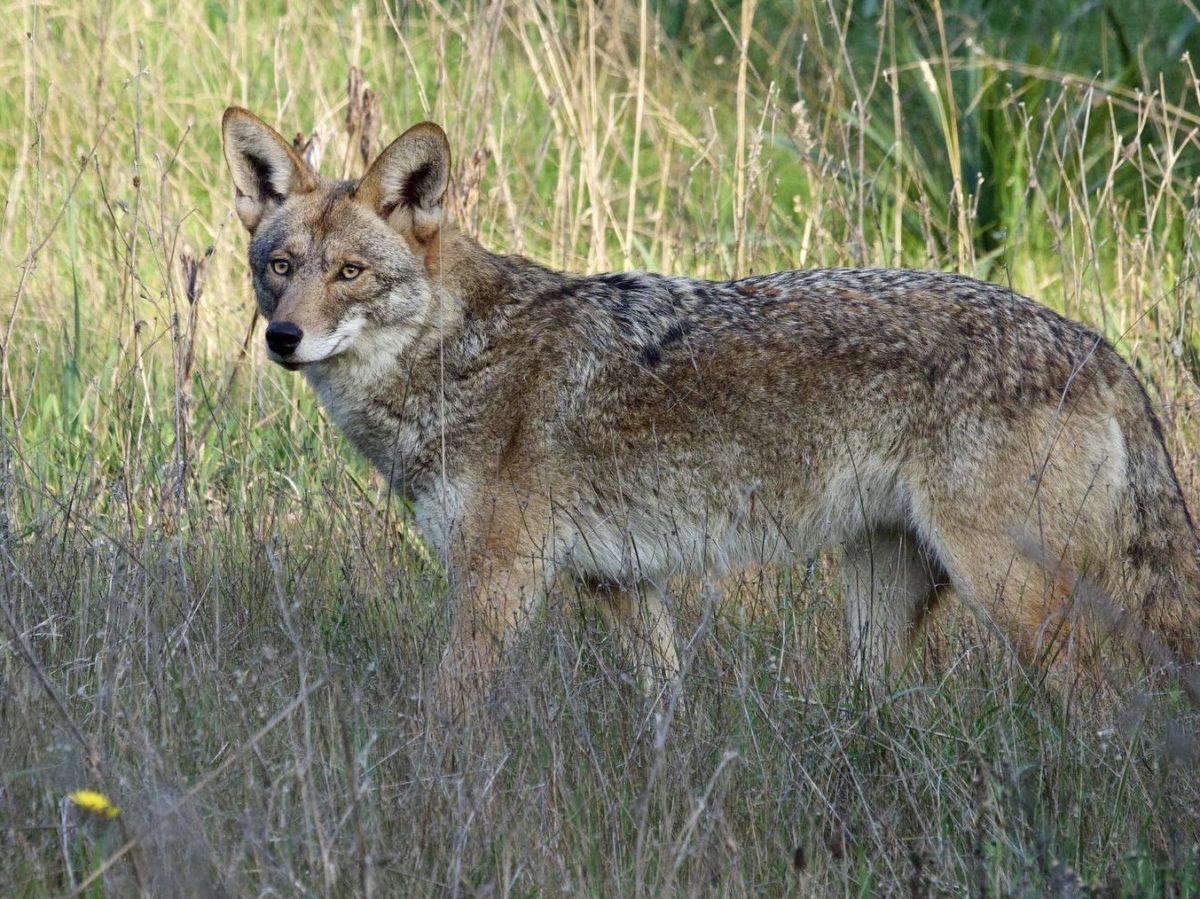 Coyote in San Francisco Presidio Coyote in San Francisco Presidio