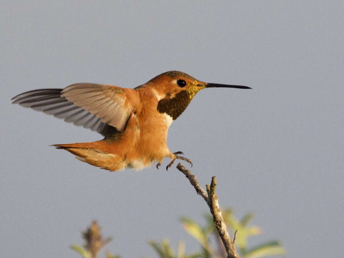 Rufous/Allen’s Hummingbird landing on branch