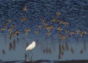 Shorebird migration in California