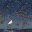 Shorebird migration in California