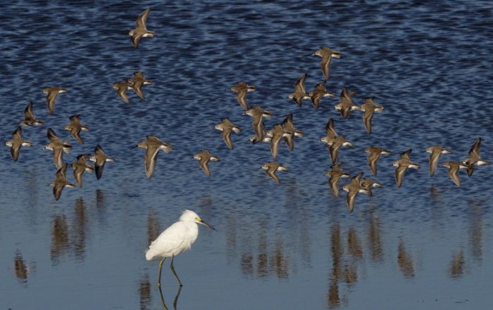 Shorebird migration in California