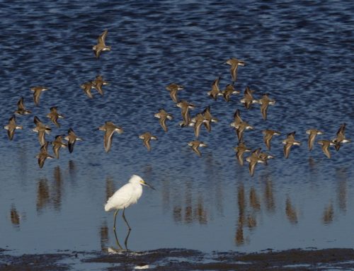 Shorebirds (MISC)