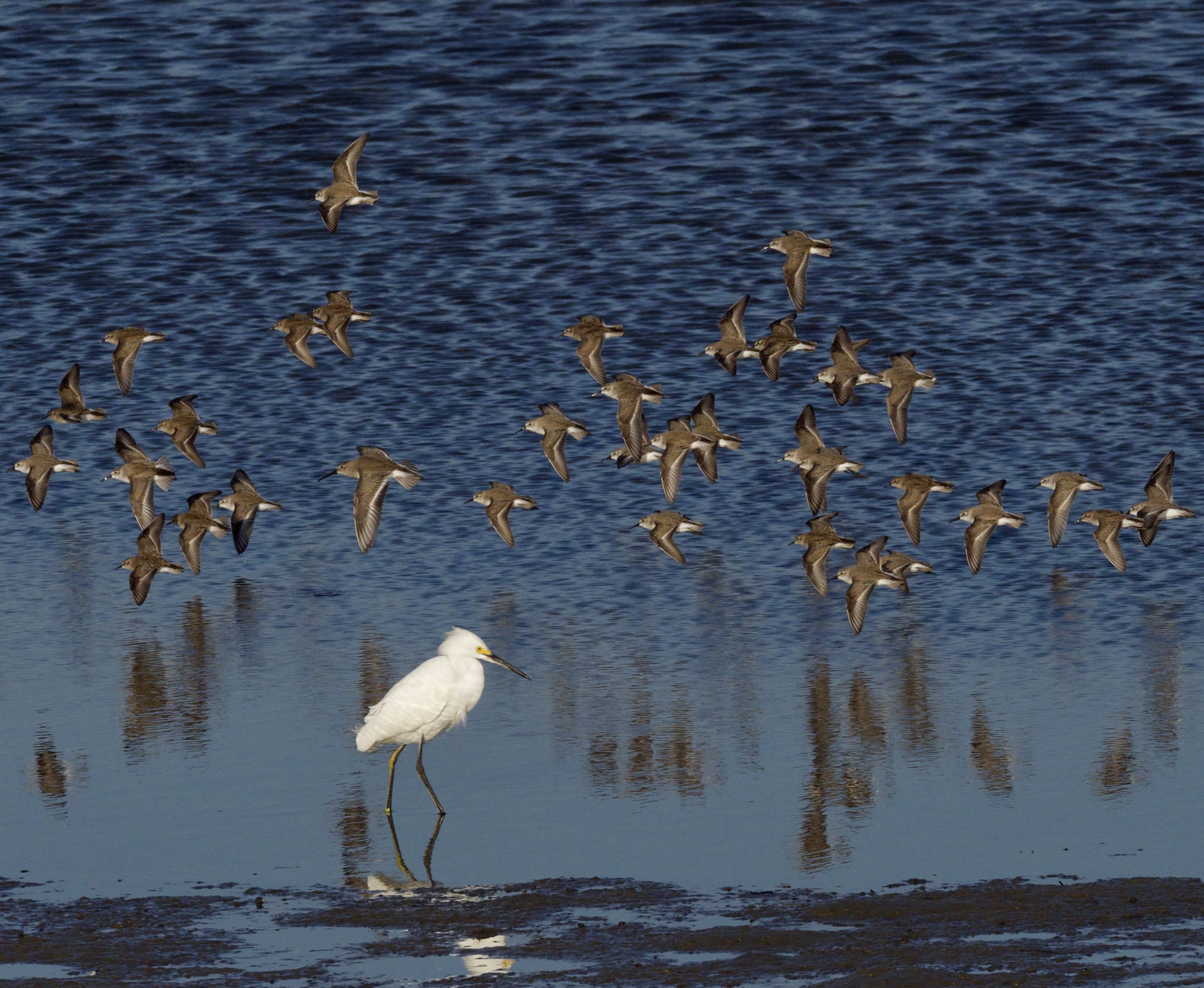 Shorebird migration in California